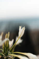 Flor blanca 