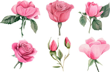 Fototapeta premium set of pink roses isolated