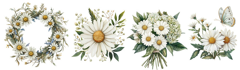 watercolor illustration set of vintage daisy