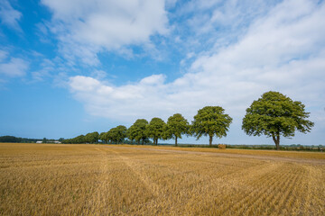 Obraz premium Stoppelacker mit Baumreihe