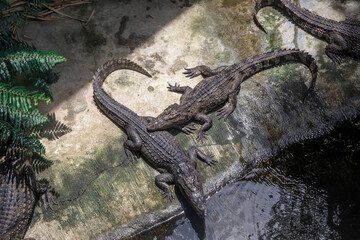 Beautiful big crocodile on the farm. Huge reptile.