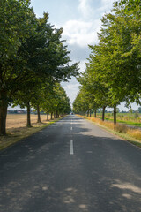 Eine Allee mit üppigen Laubbäumen