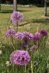 Blick auf die Küstenlandschaft bei Kampen auf der Nordfriesischen Insel Sylt