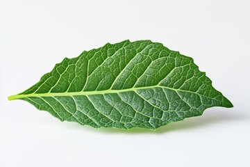 Obraz premium A vibrant green leaf with detailed veins, showcasing its natural texture against a plain background.