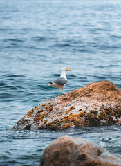 Gaviota sobre roca en el mar