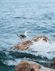 Gaviota sobre roca en el mar
