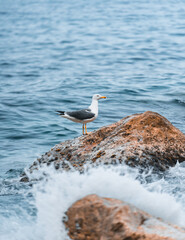 Gaviota sobre roca en el mar