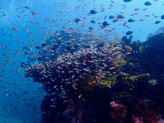 View of a coral reef and fish underwater. A school of tropical fish swim over a coral reef underwater.