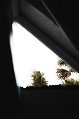 vista de palmeras desde ventana de una casa