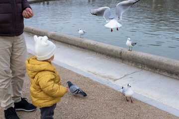 Obraz premium Child watches seagulls as they hover near a tranquil waterway in Paris city park during chilly day