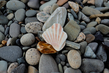 Seashell among stones on the beach