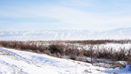 Obraz premium snow covered trees