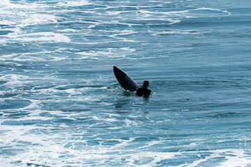 Surfista montando en la tabla de surf, Hombre atrapando olas en el océano, aislados. Deporte de...