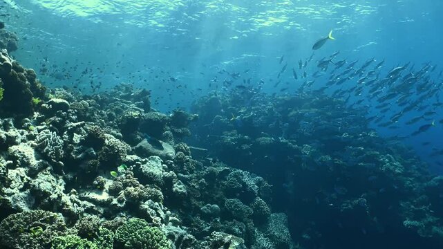 Underwater scene with coral reef and school of fishes. Forward glide through the vibrant waters of the Great Barrier Reef. 