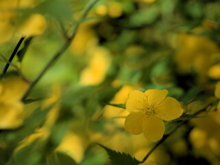 4月に咲いた黄色い山吹（ヤマブキ）の花