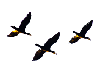 Teal flying isolate on transparent background.