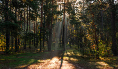 Fototapeta premium The forest is permeated with sunbeams. Nice sunny weather for walks in nature.