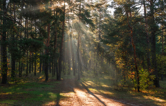 The forest is permeated with sunbeams. Nice sunny weather for walks in nature.