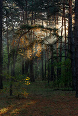 The forest is permeated with sunbeams. Nice sunny weather for walks in nature.