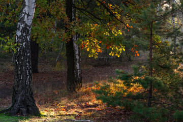 Fototapeta premium The forest is permeated with sunbeams. Nice sunny weather for walks in nature.