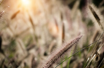 Poaceae grass flowers of winter meadow of Korea.
