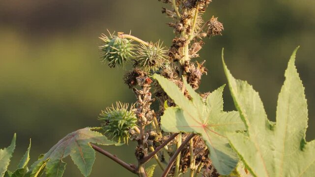 Medical seeds, Green seeds Castor oil plant, vegetal from where extracts the known laxative castor oil, used to produce biodiesel Castor oil plant, Ricinus communis, commonly known as castor oil plant