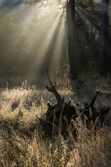 The forest is permeated with sunbeams. Nice sunny weather for walks in nature.