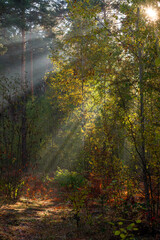 The forest is permeated with sunbeams. Nice sunny weather for walks in nature.