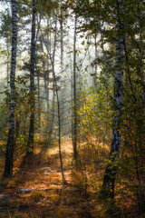 The forest is permeated with sunbeams. Nice sunny weather for walks in nature.