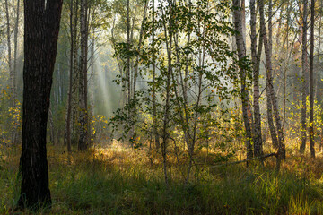 Fototapeta premium The forest is permeated with sunbeams. Nice sunny weather for walks in nature.