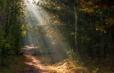 The forest is permeated with sunbeams. Nice sunny weather for walks in nature.