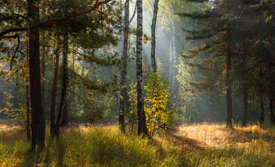 The forest is permeated with sunbeams. Nice sunny weather for walks in nature.