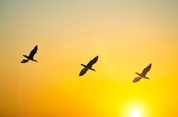Teal flying on the sky before sunset
