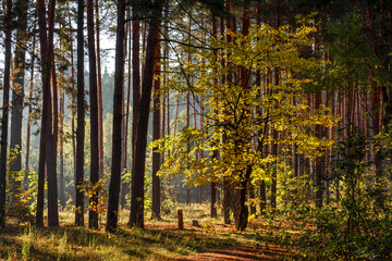 Obraz premium The forest is permeated with sunbeams. Nice sunny weather for walks in nature.