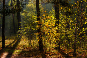The forest is permeated with sunbeams. Nice sunny weather for walks in nature.
