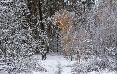 Fototapeta premium The trees are covered with snow. Heavy snowfall. The tree branches are bent under the weight of fresh snow. Winter weather.