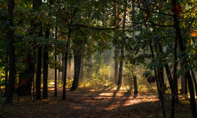 The forest is permeated with sunbeams. Nice sunny weather for walks in nature.