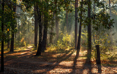 The forest is permeated with sunbeams. Nice sunny weather for walks in nature.