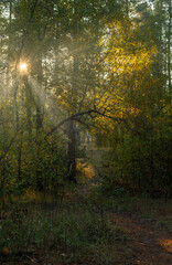 The forest is permeated with sunbeams. Nice sunny weather for walks in nature.