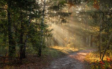 The forest is permeated with sunbeams. Nice sunny weather for walks in nature.