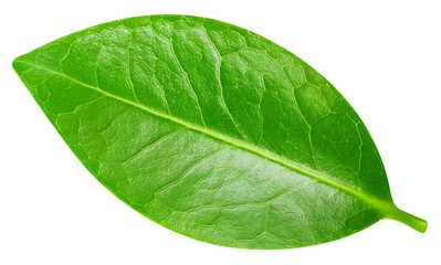 leaf isolated on white background