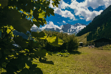 A close-up of green leaves with a scenic backdrop of snowy mountains