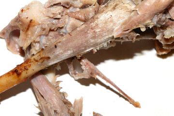 Closeup of an eaten chewed chicken duck leg bone with meat and tendon on a white background