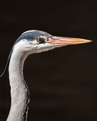 Garza 