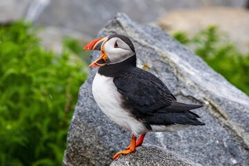 atlantic puffin or common puffin
