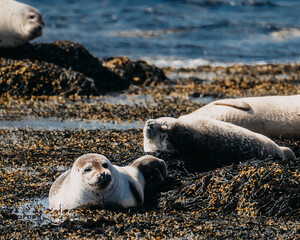 Harbor seals resting on seaweed-covered rocks at Ytri Tunga Beach, Snæfellsnes Peninsula, Iceland.