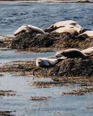 Harbor seals resting on seaweed-covered rocks at Ytri Tunga Beach, Snæfellsnes Peninsula, Iceland.