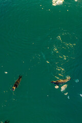 Obraz premium Three harbor seals swimming in the turquoise waters of Jökulsárlón glacier lagoon, Southeast Iceland.