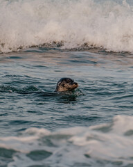 Obraz premium A harbor seal swimming in the dynamic glacial waters of Jökulsárlón, Southeast Iceland, surrounded by waves.