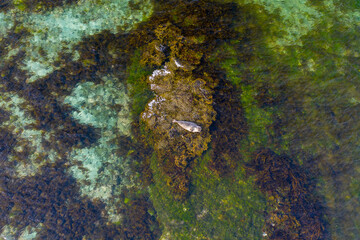 Aerial view of a harbor seal resting on seaweed in clear waters of Skotufjordur, West Iceland...